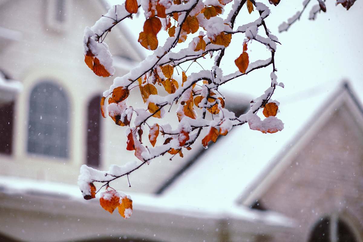snow shallow focus photography of tree branch bearing fruits covered in snow northville